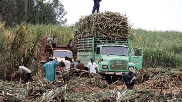  Kenya to import more suger from Uganda after claiming sufficiency